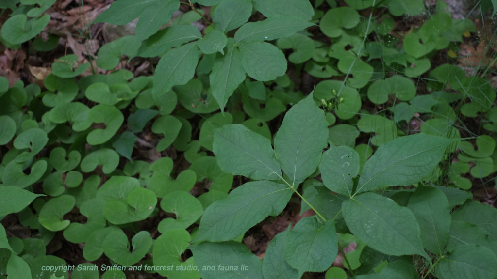 wild ginger with wild sarsaparilla