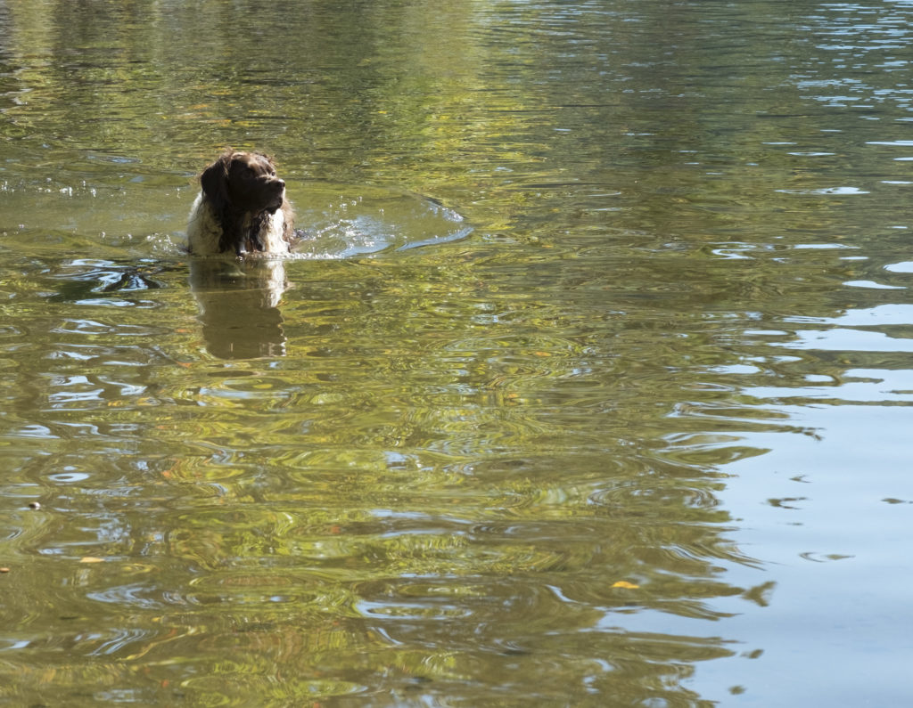 Alexandre de Roubois, September 26, 2014, a liver and white brittany spaniel, wading, looking towards the viewer, slightly to the viewer's right, alert, loving the moment, amidst a reflection of the gold of golden leaves - a lighter wavy-lined golden band , vertical, top of the photo to bottom, and flowing from where Alexis is - and the lower right hand corner is blue, and there are slight ripples in the water, and so the tree reflection, and the reflection from the sky, are brought together with color from each side, flowing along a ripple in places, a little further than expected, lines of color across the divide between tree and sky reflection.