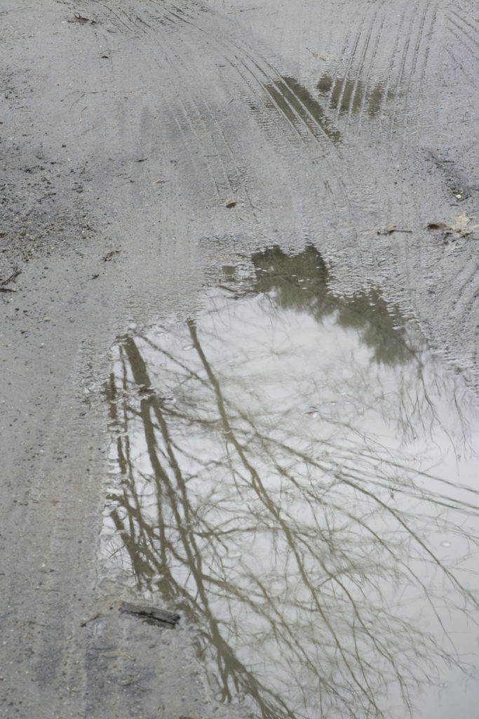 photograph. tree branch reflection in a puddle.