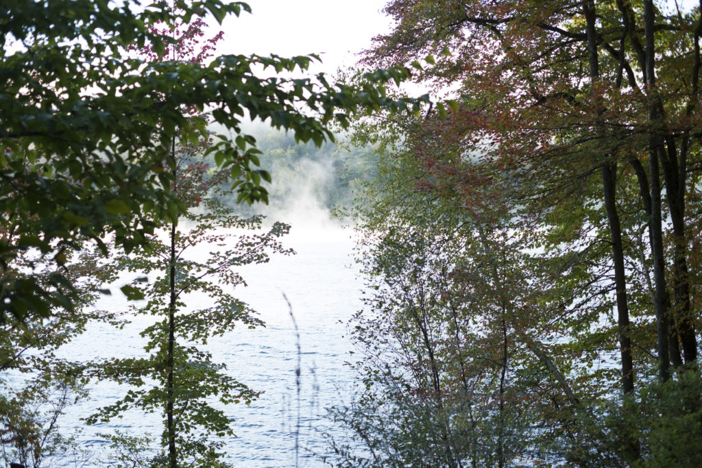 tupelo trees beginning to turn red, by a misty lake reflecting light blue sky in the foreground, with much mist in the background - and mists rising