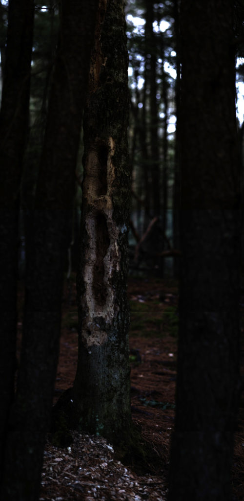 photograph of tree partially hollowed out by a woodpecker - several long hollows, one atop the other. Tree in a wooded place. Not sure if so much exposure, instead of just a hole here and there, makes this place a potential home for other animals, however, there is a midden at the trees foot - or maybe this midden is predominately sawdust rather than cone bits.